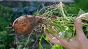 Frisch geerntete Süßkartoffel