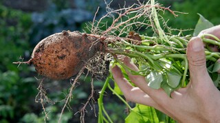 Frisch geerntete Süßkartoffel