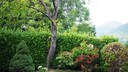 Blickdichte Hecke: Kirschlorbeerhecke als Sichtschutz