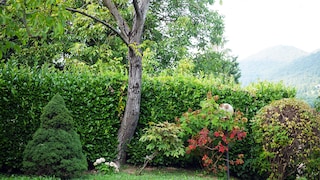 Blickdichte Hecke: Kirschlorbeerhecke als Sichtschutz