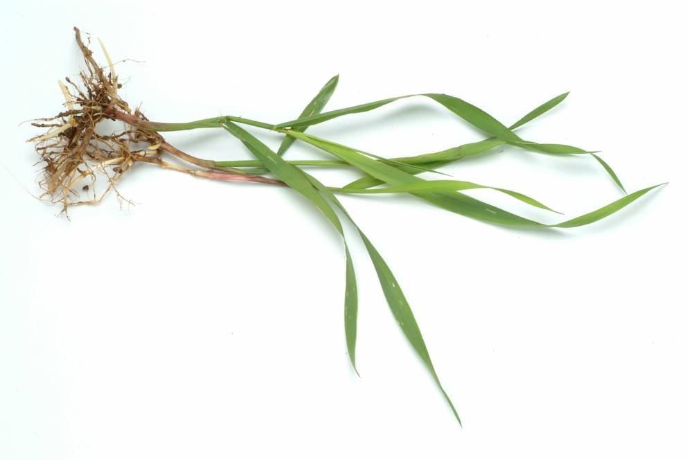 Quecke, Elymus Repens