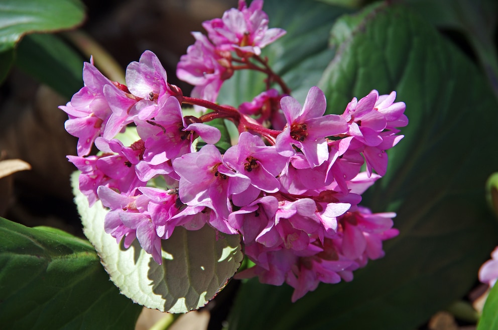 Blühende Schattenpflanzen: Bergenia (Bergenia cordifolia)