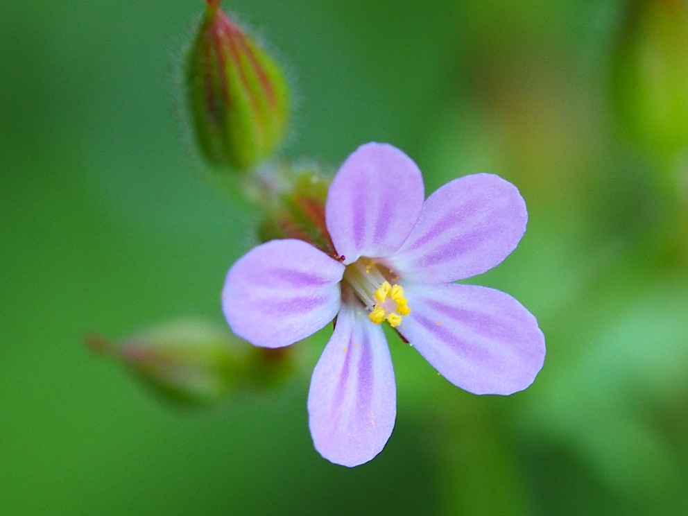 Blühende Schattenpflanzen: Ruprechtskraut, Geranium robertianum