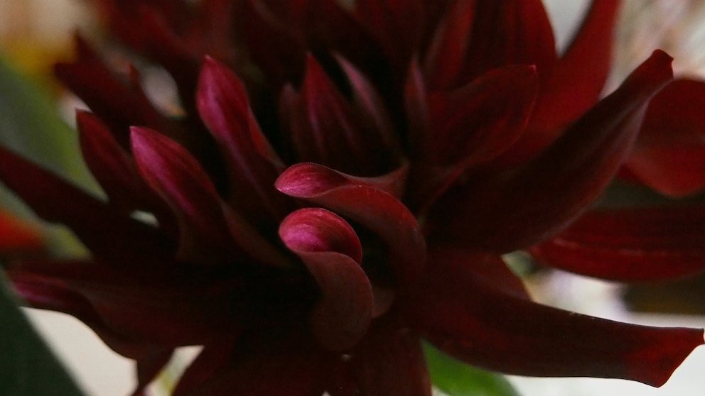 Die Schwarze Dahlie