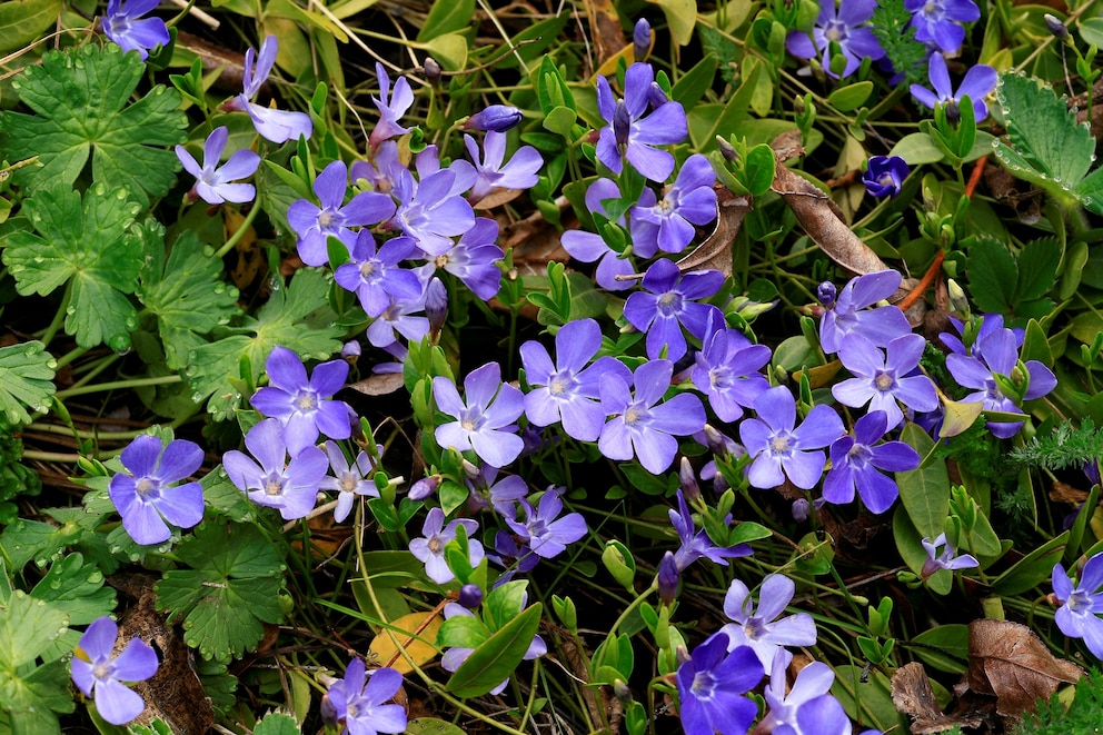 Bodendecker: Das Kleinblättrige Immergrün (Vinca minor)