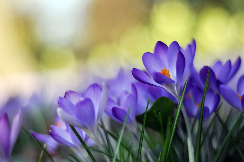 Frühblüher: Krokus