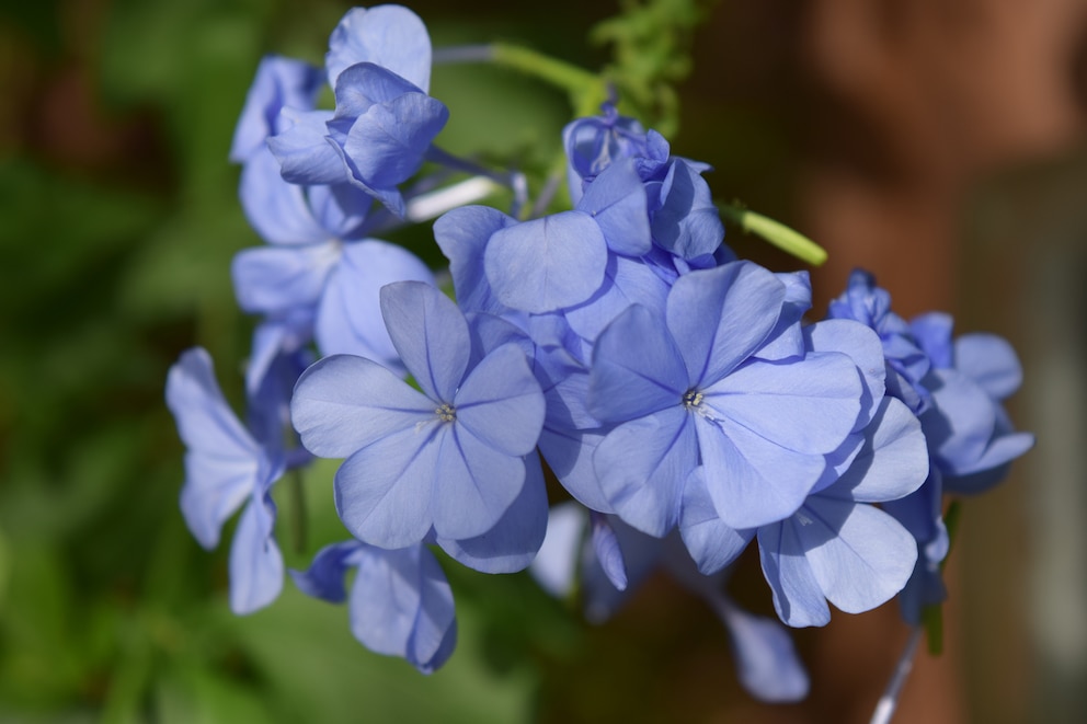 Blühende Schattenpflanzen: Kap-Bleiwurz (Plumbago auriculata)