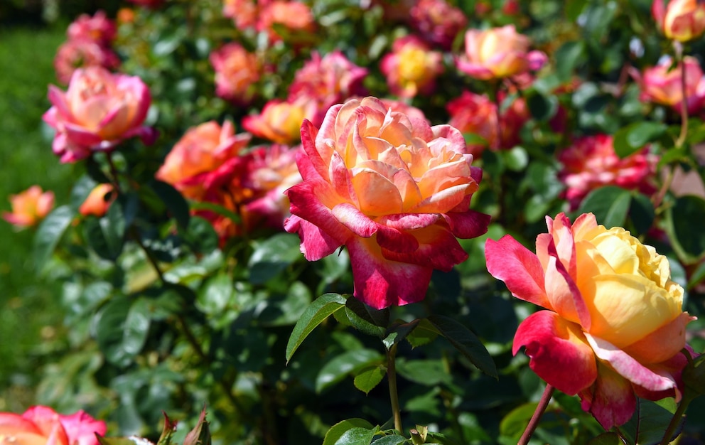 Edelrosen gehörten zu den schönsten Rosen - das scheinen sie zu wissen