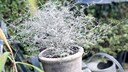 Corokia cotoneaster - der Zickzackstrauch