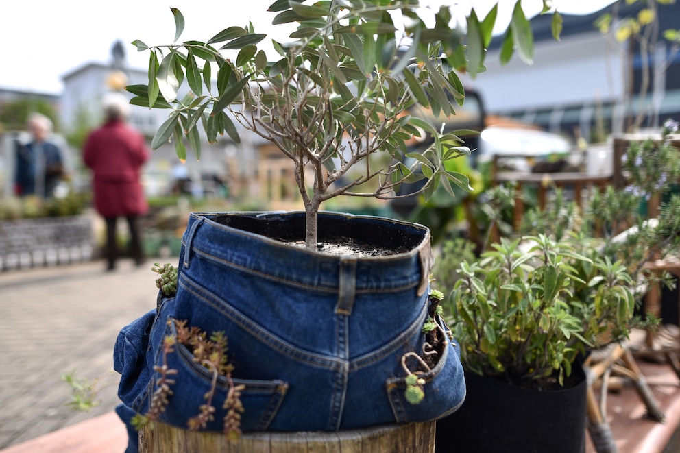 Jeans als Pflanzgefäß