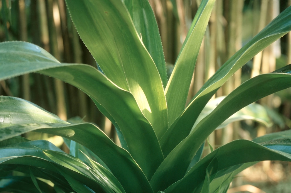 Der Schraubenbaum Pandanus candelabrum wächst nur in der Nähe von DIamanten