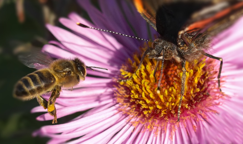 Unkraut sorgt auch für ein gesundes Gleichgewicht im Garten.