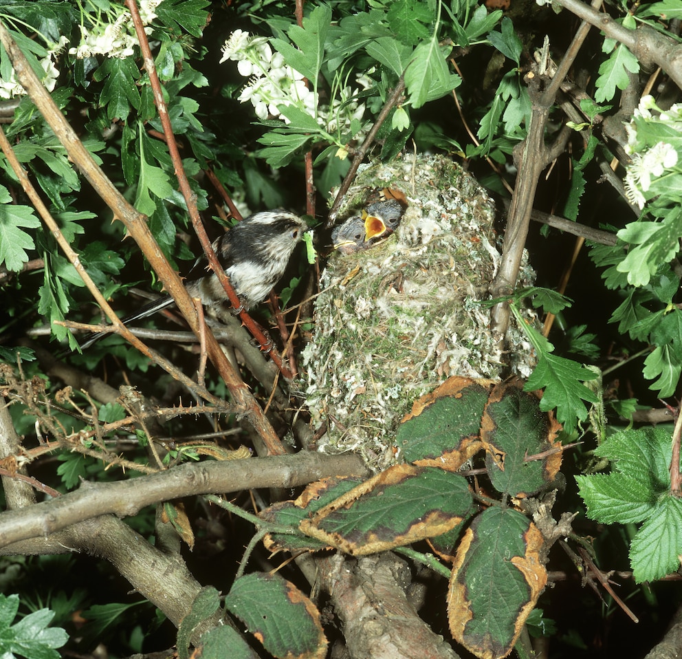 Eine Schwanzmeise füttert einen Jungvogel am Nest