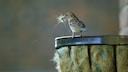 Mit Federn und Wolle polsten Vögel ihre Nester aus