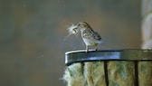 Mit Federn und Wolle polsten Vögel ihre Nester aus