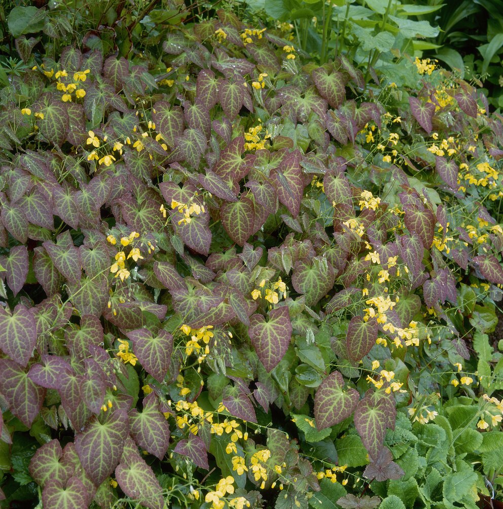 Elfenblumen gehören zu den Bodendeckern – sie verdrängen Unkraut auf natürliche Weise.