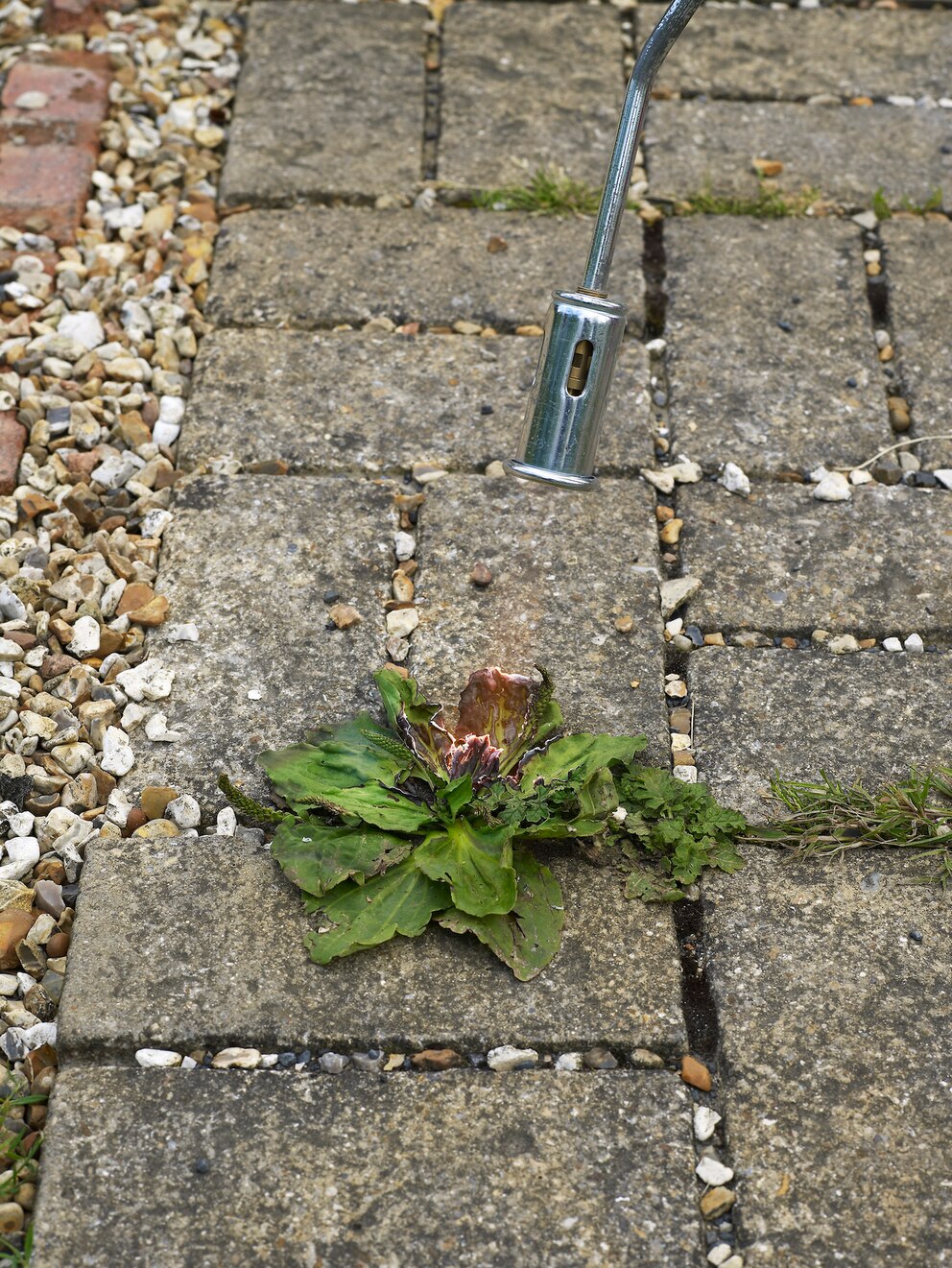 Unkraut auf Terrassenböden lässt sich durch Abflammen beseitigen