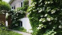 Kletterhortensie (Hydrangea Petiolaris)