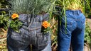 Jeans als Pflanzgefäß