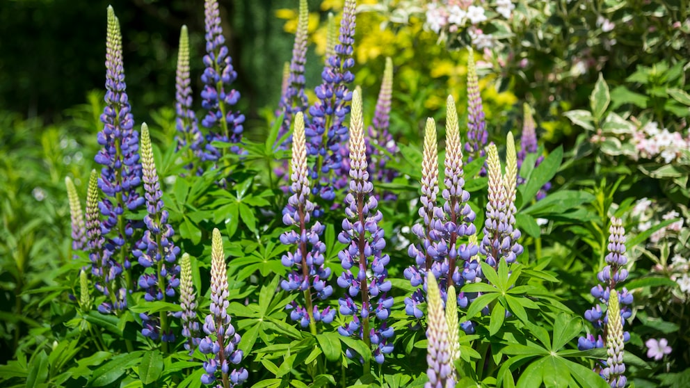 Lupinen als Gründünger