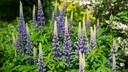 Lupinen als Gr&uuml;nd&uuml;nger