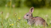 Kaninchen im Garten