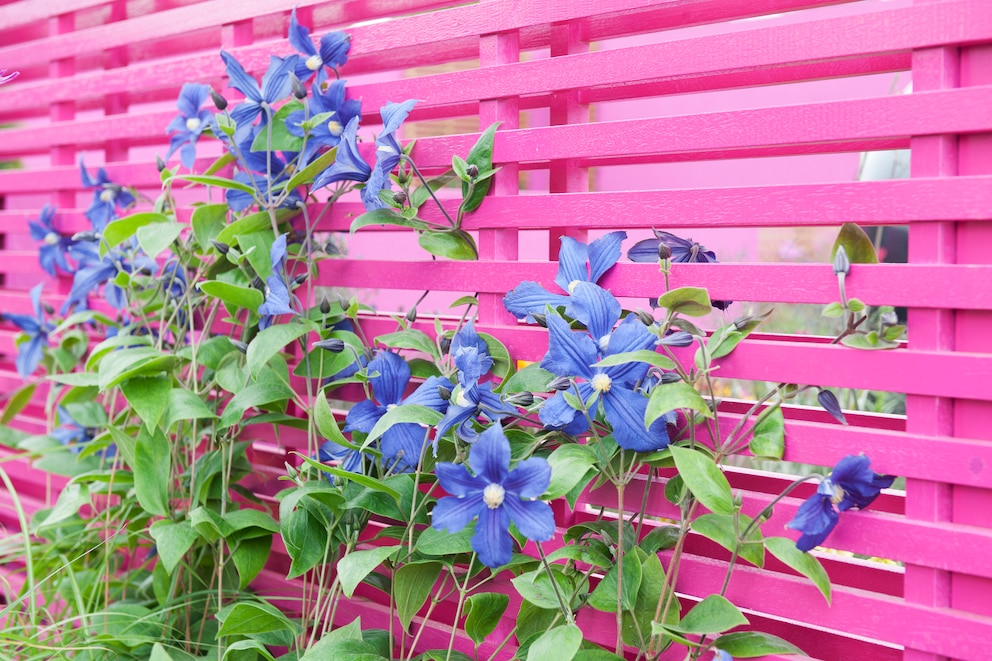 Die Clematis gibt es in sehr vielen Formen und Farben