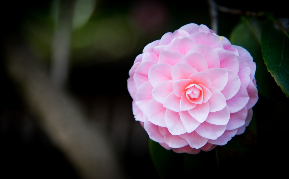 Die Kamelia (hier: Camellia Japonica)