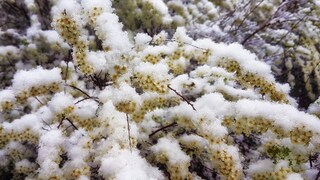 Baumblüten, mit Frost überzogen und Schnee bedeckt
