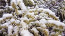 Baumblüten, mit Frost überzogen und Schnee bedeckt