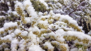 Baumblüten, mit Frost überzogen und Schnee bedeckt