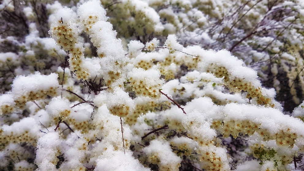 Baumblüten, mit Frost überzogen und Schnee bedeckt