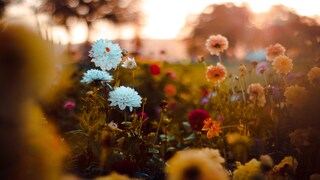 Auf Rasen im Garten eine Blühwiese anlegen – drei Methoden