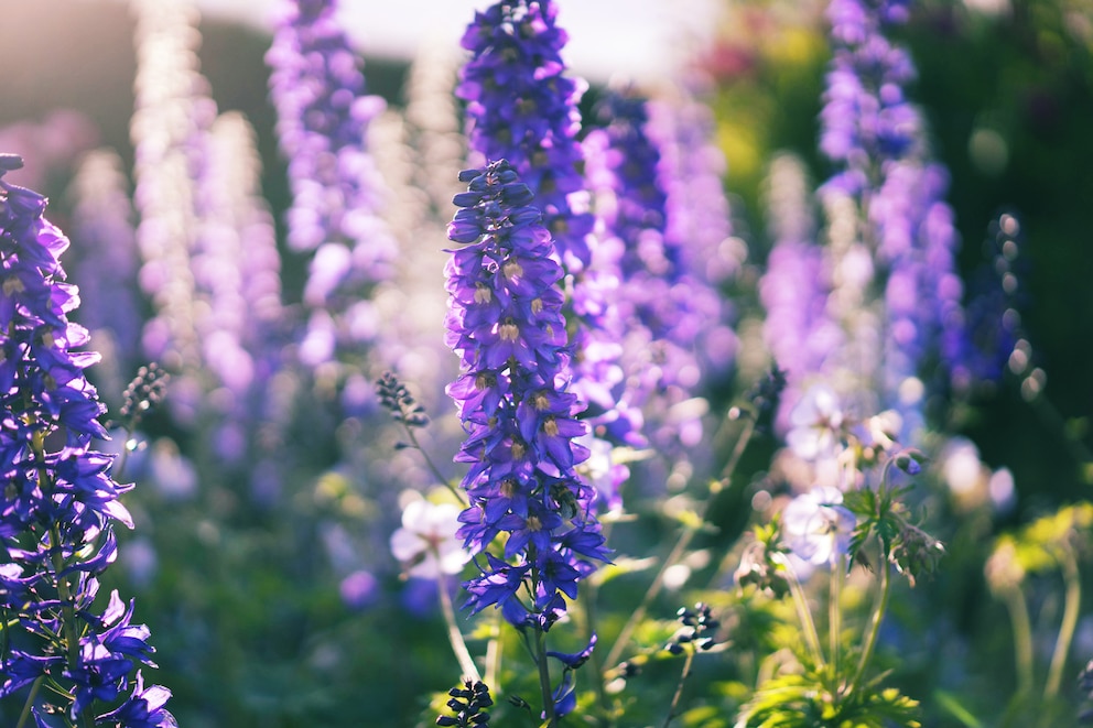 Der Rittersporn oder Delphinium