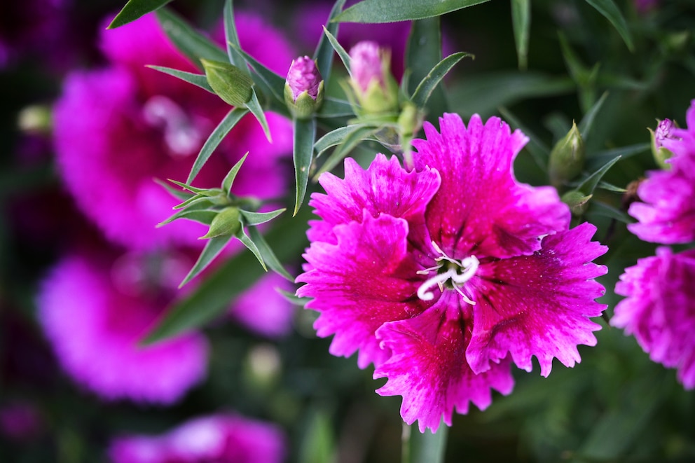 Bartnelken (Dianthus barbatus)