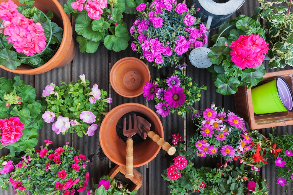 Topfpflanzen mit verschiedenen Blumen