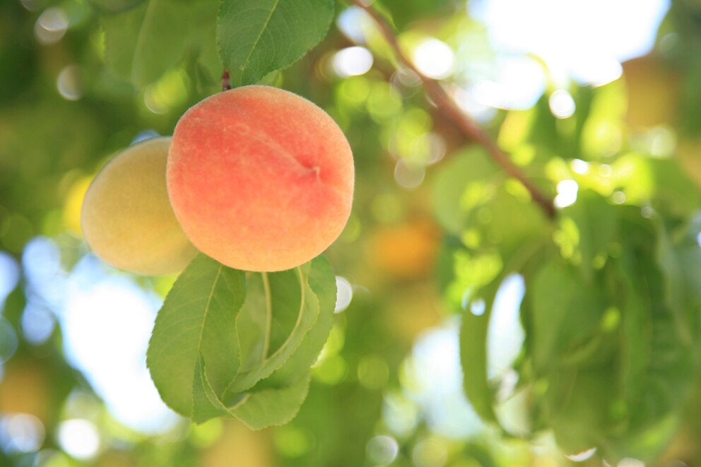 Pfirsiche sind lecker, lassen sich das aber teuer bezahlen