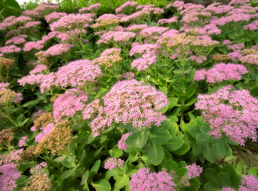 Die Fetten Henne (Sedum)