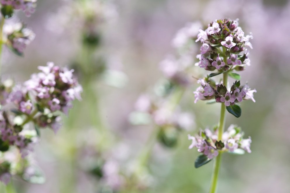 Thymian gehört zu den insektenfreundlichen Kräutern für den Balkon