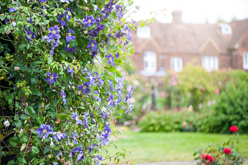 Kletterpflanzen: Clematis viticella