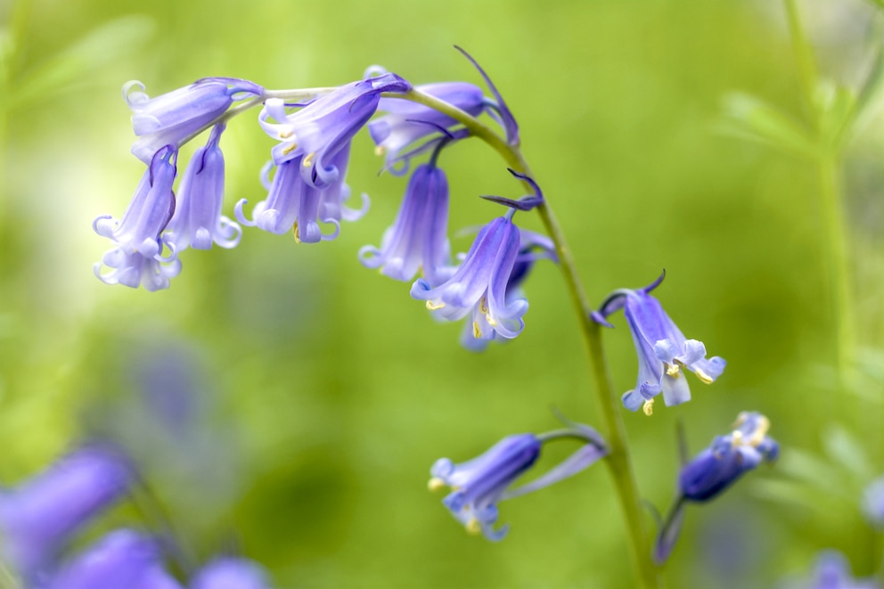 Hasenglöckchen (Hyacinthoides)