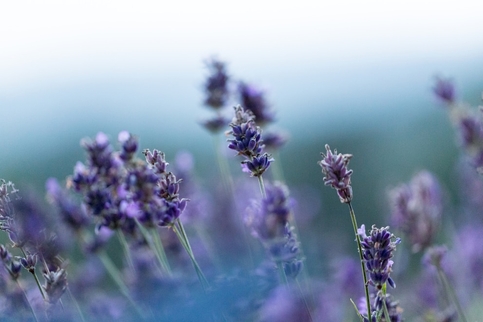 Lavendel ist eins der insektenfreundlichen Kräuter für den Balkon