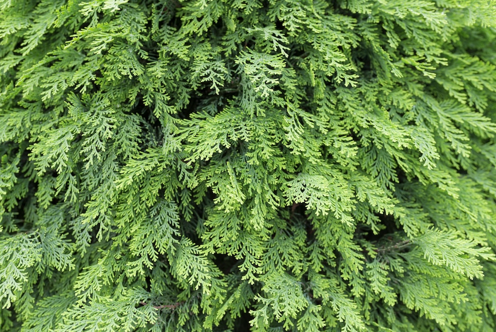 Giftige Pflanzen im Garten: Eine beliebte Heckenpflanze und sehr giftig: Thuja