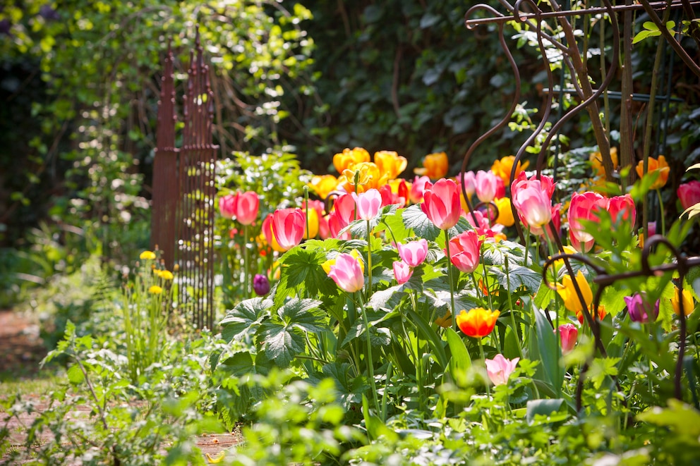Giftige Pflanzen im Garten: Tulpen sind sehr schön, aber auch giftig
