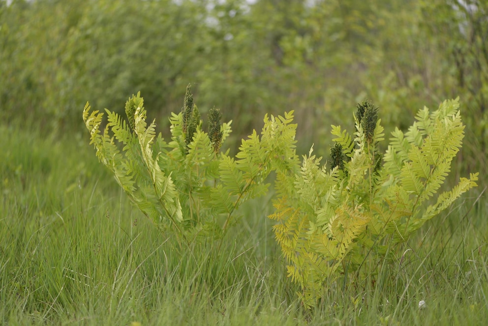 Königsfarn ist eine der fünf beliebten Farnarten für den Garten