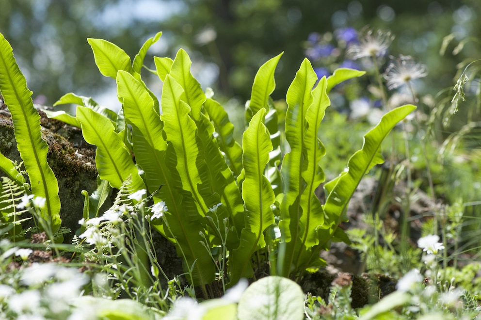 Der Hirschzungenfarn ist eine der fünf beliebten Farnsorten für den Garten