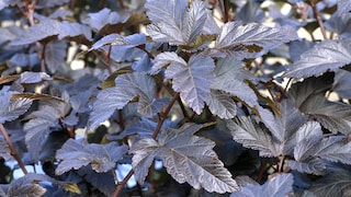 Teufelsstrauch: Physocarpus opulifolius