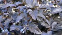 Teufelsstrauch: Physocarpus opulifolius