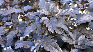 Teufelsstrauch: Physocarpus opulifolius