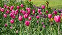 Tulpen und Kaiserkrone blühen schon auf der Buga 2019